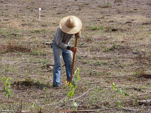 Planting of the MataDIV treeDivnet site - Brazil
